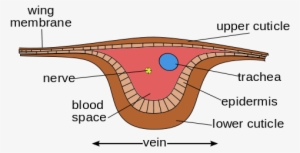 Enter Image Description Here - Structure Of Wing In Insects