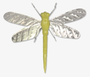 Green Dragonfly - Net-winged Insects