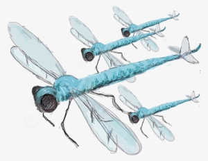 First World War Flying Machines - Net-winged Insects