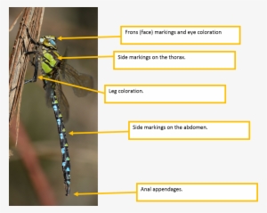 Below Are Examples Using A Male Southern Hawker - Southern Hawker