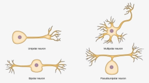 The Unipolar Cell Has A Single, Long Axon Extending - Bipolar Multipolar Pseudounipolar Unipolar Neurons