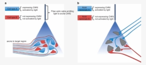 Activation Of Genetically Defined Neurons Or Axon Terminals - Figure 1