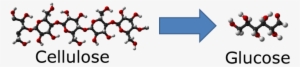 Cellulose To Glucose 750 - Conversion Of Glucose To Cellulose