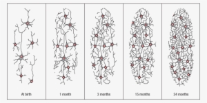Neuron Networks - Neuron Connections At Birth