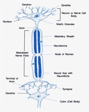 These Chemicals Cross The Gap Or Synapse And Reach - Happens At The Synapse Between Two Neurons