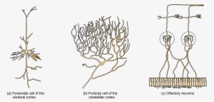 Part A Shows A Pyramidal Cell With Two Long, Branched - Neuron