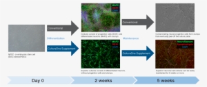 Neuronal Cultures Can Be Maintained For 5 Weeks - Neuronal Culture 2 Days
