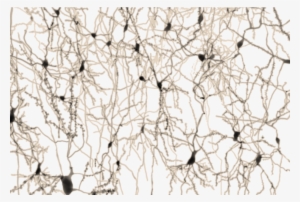 From Neuron To Brain - Neuron