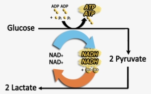 Picture Free Library Cellular Respiration Notes Glucose - Lactic Acid Fermentation Simple