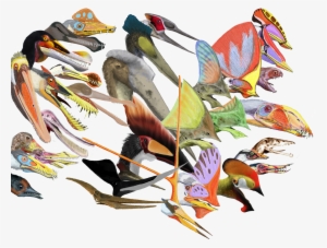 Pterosaurs Head Crests - Scaphognathus Crassirostris