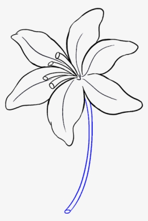 How To Draw Lily - Drawing
