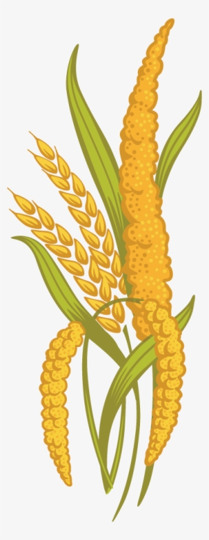 Ancient Grains - Millet Grains Png
