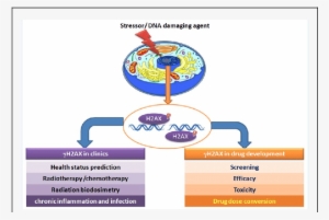 Γh2ax As A Biomarker In Clinics And In Drug Discovery - Drug
