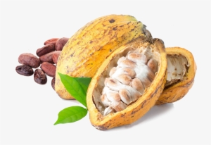 Cacao Png