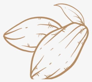 Cacao - Mazorca De Cacao Png