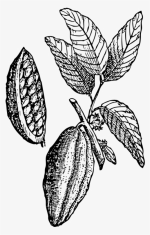 Cacao Clipart