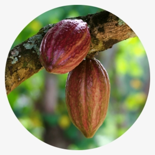Free Png Cacao Png Images Transparent - Cacao Png