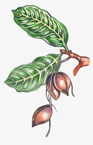 Ilustración De Una Rama Del Árbol Del Cacao Con Algunas - Donde Proviene El Chocolate