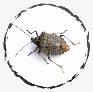 Stink Bugs - Brown Marmorated Stink Bug