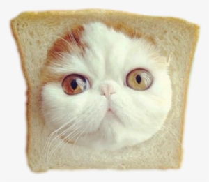 Tumblr Inline Mvjsnxodo21qd6gic - Cute Cats In Bread