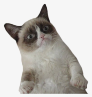 Tumblr Cat Png - Grumpy Cat Gif Png