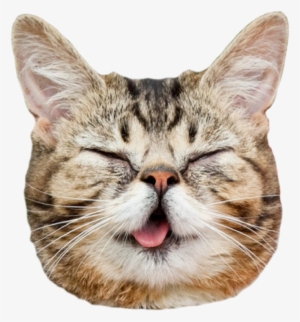 Transparent Cat Face Tumblr Download - Котик Голова Пнг