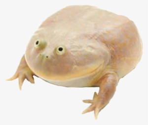 It Is Wednesday My Dudes Wednesday Itiswednesdaymydudes - Wednesday My Dudes