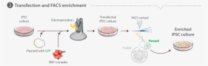 Cells Are Dissociated Into Single-cell Suspension - Neon Electroporation