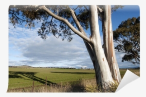 Eucalyptus Tree And Pasture In Beautiful Afternoon - Picture Frame