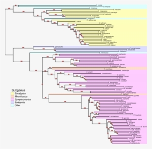 Eucalyptus Phylogeny Derived From Dart Data Analyzed - Phylogenetic Tree