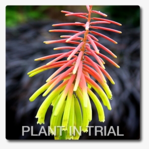 Kniphofia Rufa Rasta