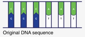 A Genetic Disorder Is A Disease That Can Be Caused - Mutation