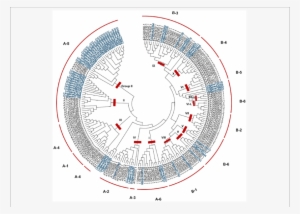 Phylogenetic Analysis Of Erf Family Genes In S - .org