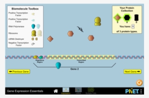 Gene Expression Essentials - Gene Expression Phet