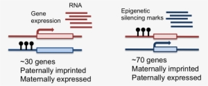 Blog Fig1 - Gene Imprinting