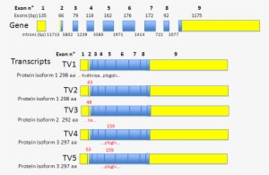 Sdcbp Gene Organization, Mrna And Encoded Proteins - Transcript Variant Isoform