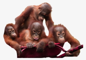 Orangutan Download Png Image - Borneo Orangutan Survival