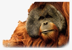 Orangutan Png Image Transparent Background - Orangutan Png