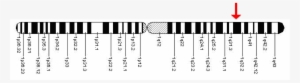 Gene Location - Chromosome