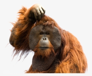 Orangutan Png