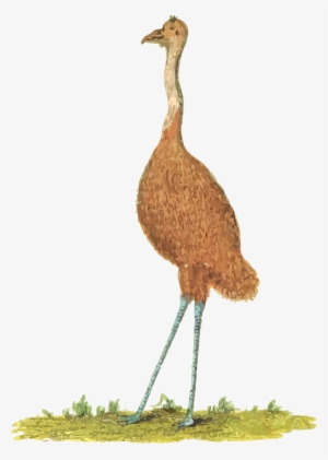 Big Image - Clipart Emu Australia