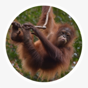 The Bornean Orangutan - Orangutan