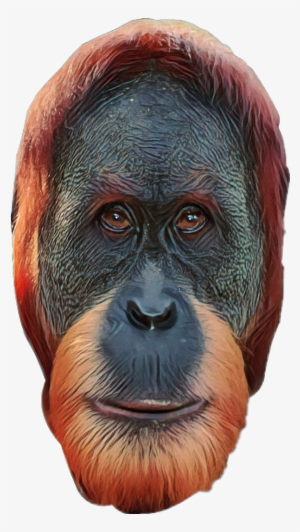 Report Abuse - Monkey