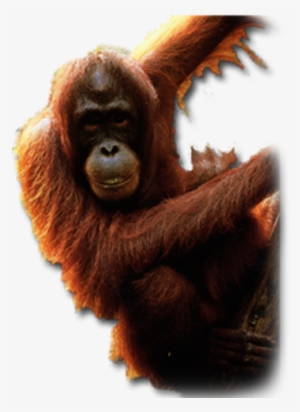Orangutan Males Have Evolved A Unique Strategy For - Orangutan Png
