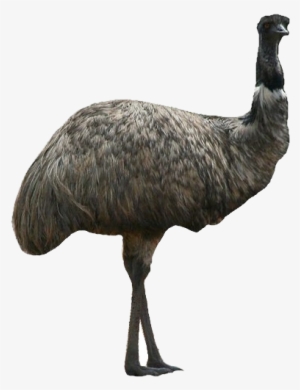 Southern Cassowary - Emu With White Background