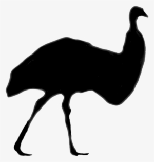 Emu Farming In India - Flightless Bird