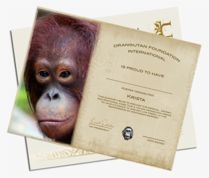 Orangutan Foundation International
