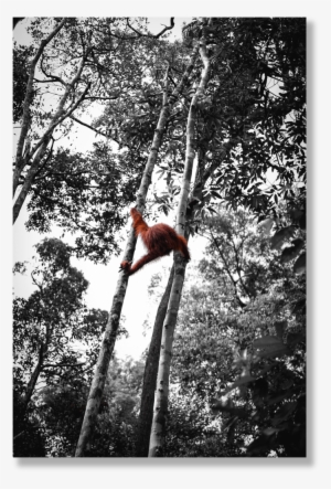 Orangutan Png