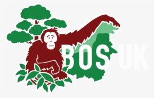 Borneo Orangutan Survival Uk - Borneo Orangutan Survival Foundation