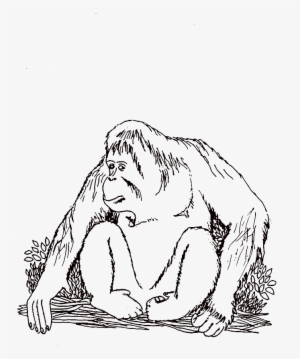 Orangutan, Ing, Az - Orang Utan Black And White